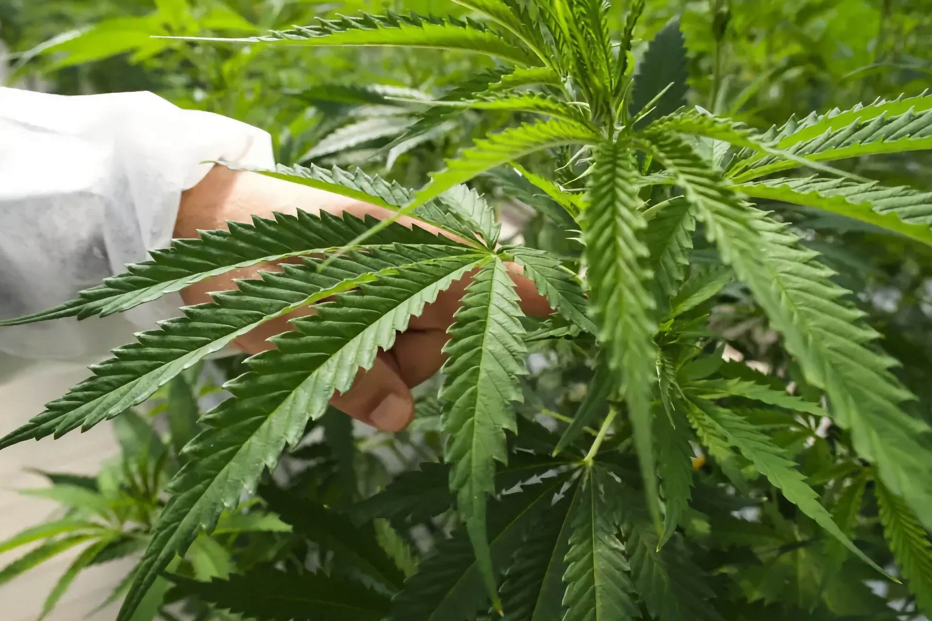 Cannabis medicinal en Tenerife: primera planta con luz natural
